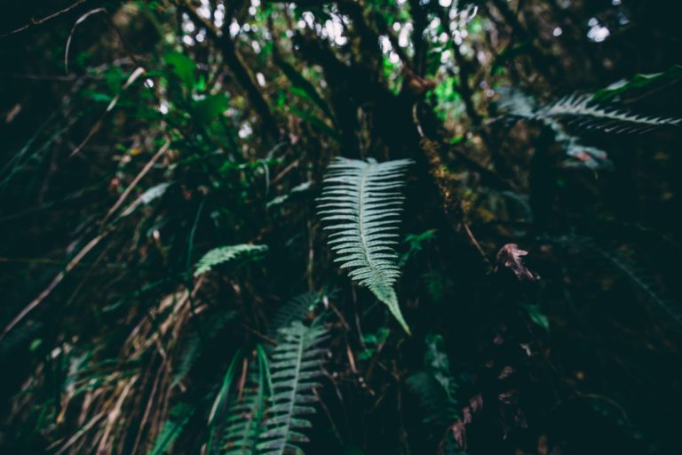 forest